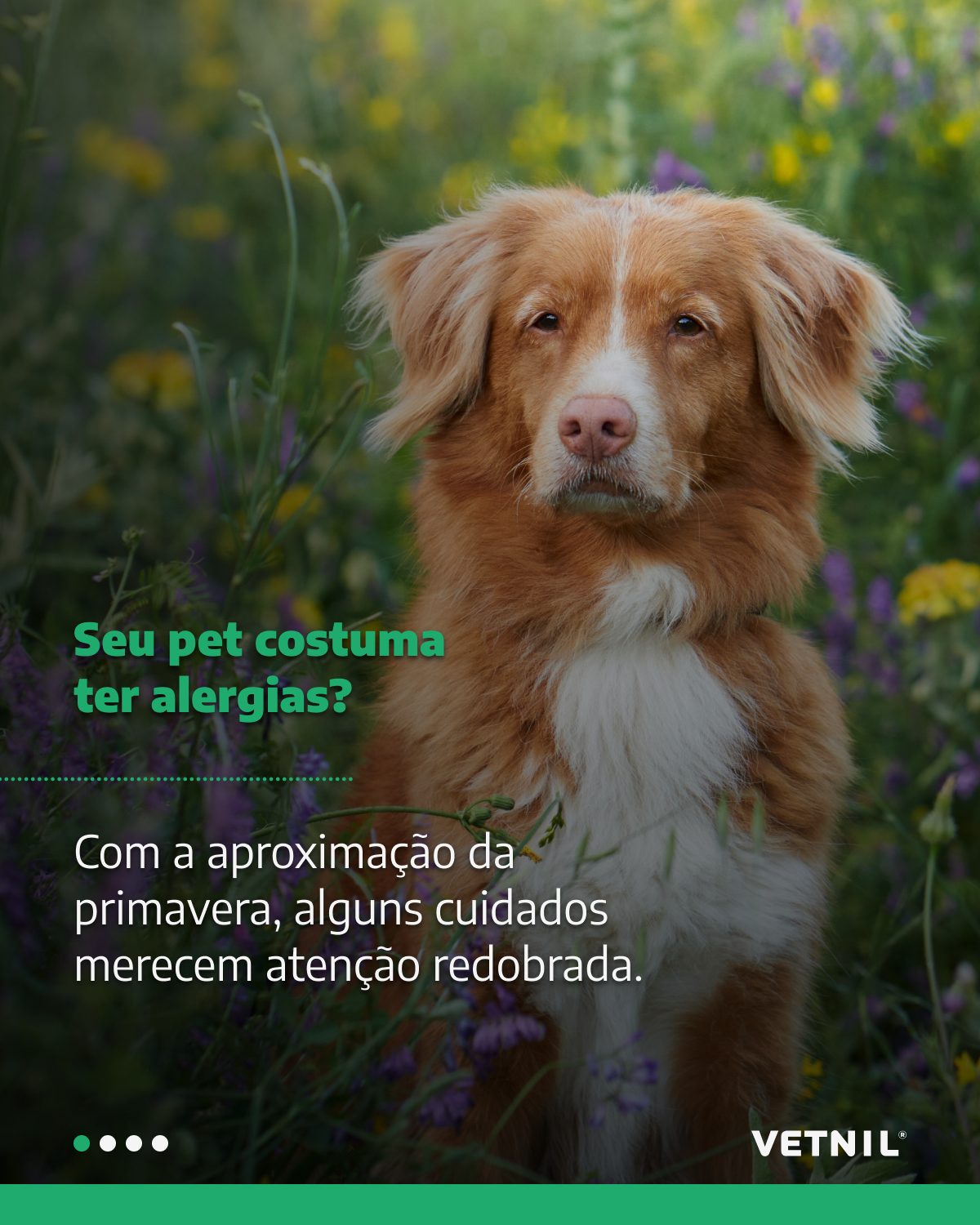 Seu pet costuma ter alergias?