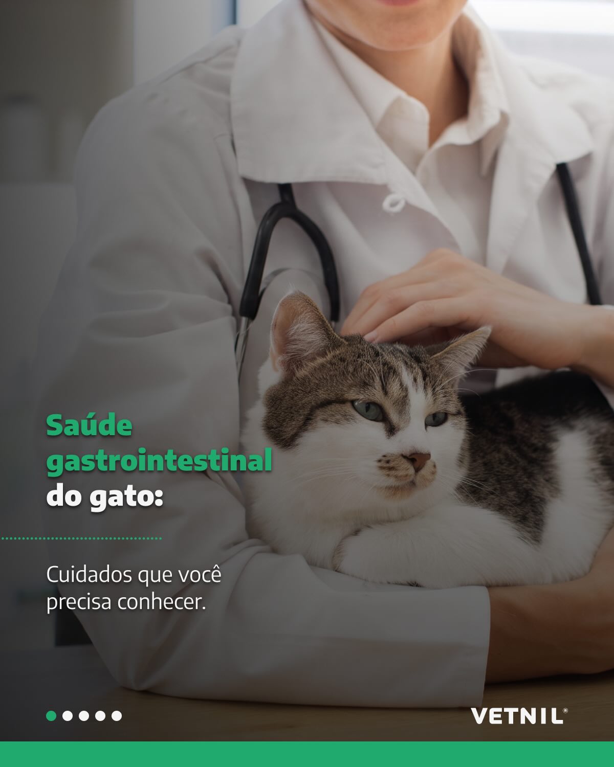 Saúde gastrointestinal do gato